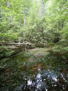 Walnut Hill wetland