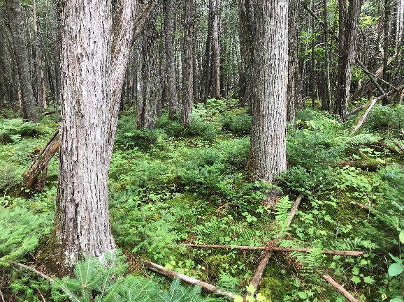 Northern White Cedar Swamp on the Wesserunsett Inlet site, photo by Maine Natural Areas Program